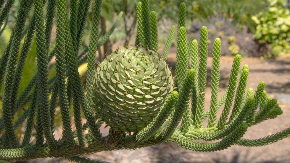 araucaria
